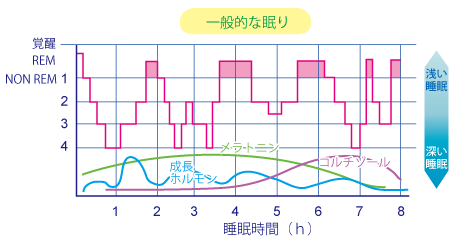 レム睡眠とノンレム睡眠